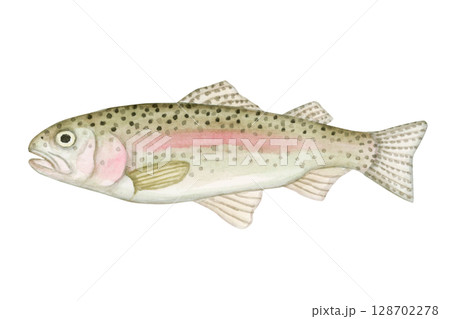 渓流釣り 川釣り 魚釣り 魚 ニジマス　水彩 イラスト 128702278