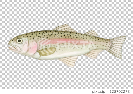 渓流釣り 川釣り 魚釣り 魚 ニジマス　水彩 イラスト 128702278