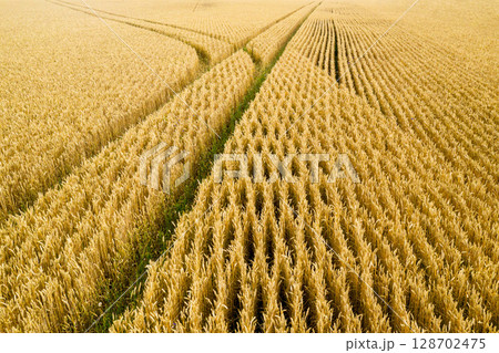 Big golden field of wheat. Harvesting yellow ripe wheat. Agricultural close up Big golden field of wheat. Harvesting yellow ripe wheat. Agricultural close up 128702475