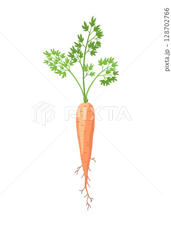 Carrot life cycle element. Carrot with leaves on top and orange root. Fresh cartoon, young carrot. Healthy vegetable food. Vector illustration on white isolated background 128702766