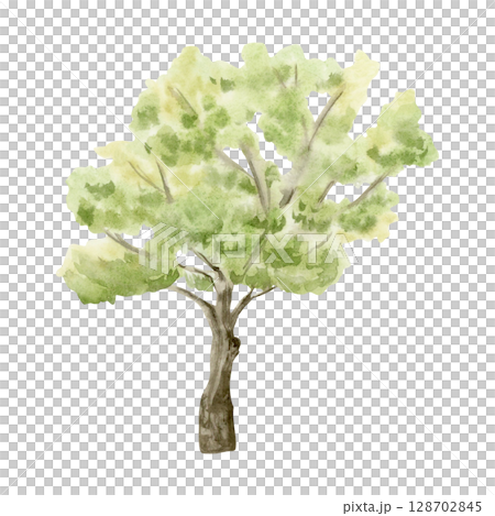 Watercolor light green tree hand drawn illustration isolated on white background for simple landscapes and village garden designs. Summer nature drawing clip art Watercolor light green tree hand drawn illustration isolated on white background for simple landscapes and village garden designs. Summer nature drawing clip art 128702845