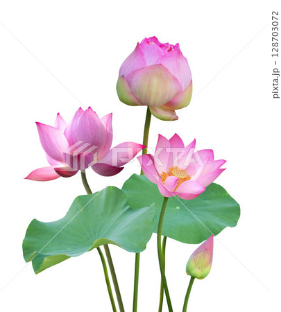 Botanical pink lotus flower and leaf in nature Botanical pink lotus flower and leaf in nature 128703072