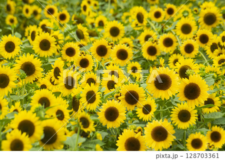 Blooming sunflower field 128703361
