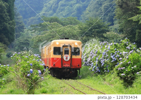 小湊鐵道「山間部に咲く紫陽花とローカル列車」 128703434