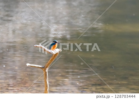 【野鳥】枝に止まるカワセミ 128703444
