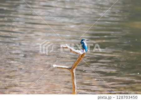 【野鳥】枝に止まるカワセミ 128703450