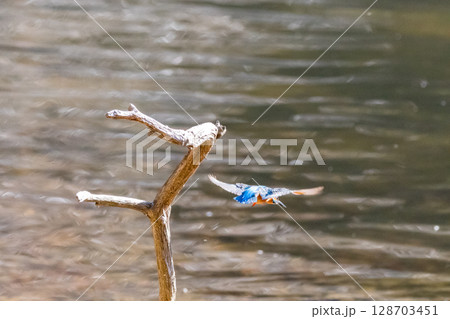 【野鳥】枝から飛び出したカワセミ 128703451