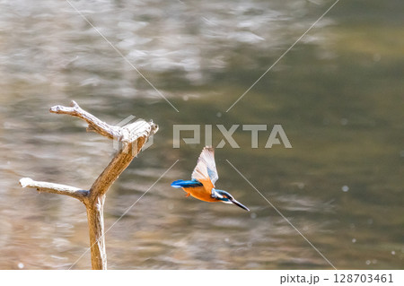 【野鳥】枝から飛び出したカワセミ 128703461