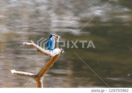 【野鳥】エサを捕獲したカワセミ 128703962