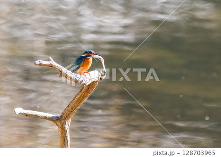 【野鳥】エサを捕獲したカワセミ 128703965