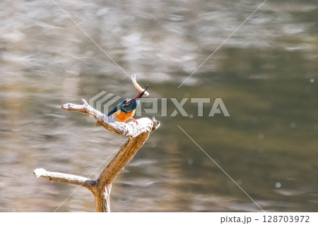 【野鳥】エサを捕獲したカワセミ 128703972