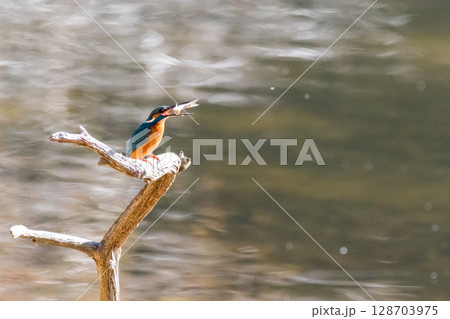 【野鳥】エサを捕獲したカワセミ 【野鳥】エサを捕獲したカワセミ 128703975