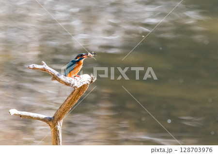 【野鳥】エサを捕獲したカワセミ 【野鳥】エサを捕獲したカワセミ 128703976