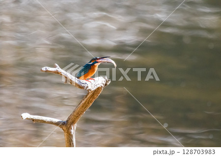 【野鳥】エサを捕獲したカワセミ 128703983