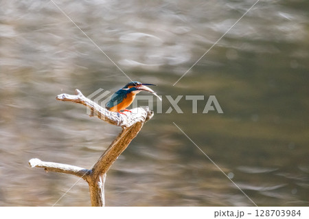 【野鳥】エサを捕獲したカワセミ 128703984