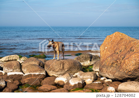 A dog stands on the rocks in the sea against the background of blue sky 128704002