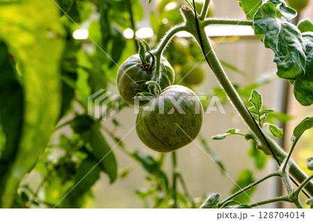 tomatoes of green colored ripen on a branch in the greenhouse, close-up tomatoes of green colored ripen on a branch in the greenhouse, close-up 128704014