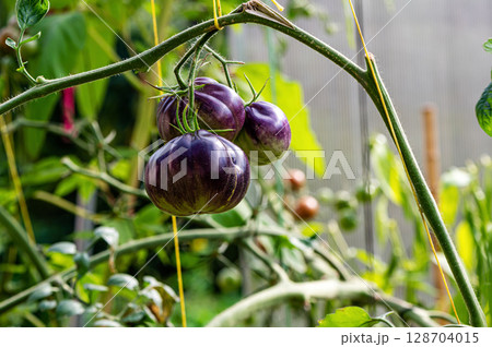 tomatoes of black colored ripen on a branch in the greenhouse, close-up tomatoes of black colored ripen on a branch in the greenhouse, close-up 128704015