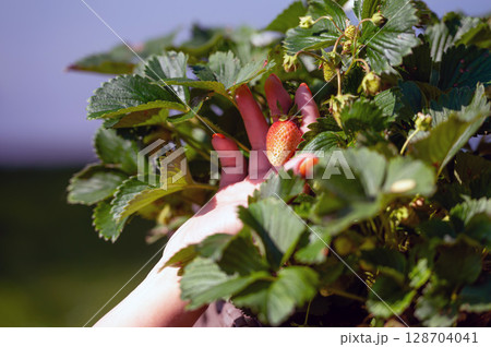 woman examines strawberry plant in garden, hand close-up 128704041