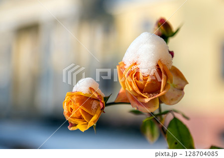 closeup of a yellow snowy rose on a defocused background, winter attack in autumn closeup of a yellow snowy rose on a defocused background, winter attack in autumn 128704085