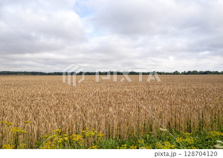 Agricultural landscape in the summer time Agricultural landscape in the summer time 128704120