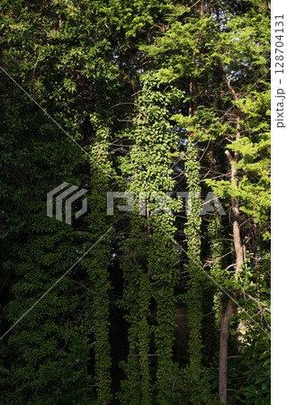 雑木林に映る陰 128704131