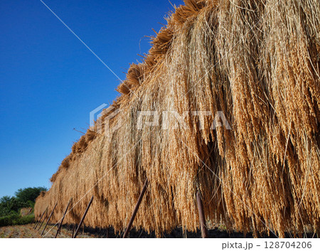 黄金色に染まる収穫さっれた稲の束 黄金色に染まる収穫さっれた稲の束 128704206