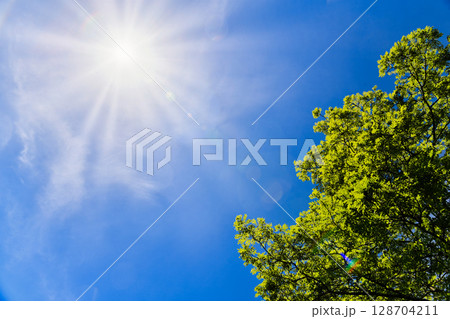夏の日差し 128704211
