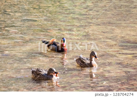 【野鳥】池で仲良く泳ぐオシドリやカルガモ 【野鳥】池で仲良く泳ぐオシドリやカルガモ 128704274