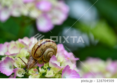 カタツムリとアジサイ 128704509