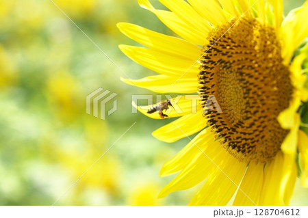 ミツバチと夏の花 128704612
