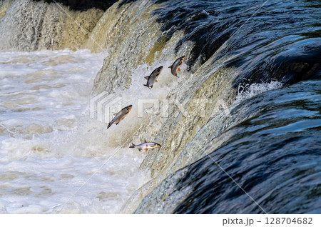 The Venta Rapid waterfall in May with fish jumping out of the water in Kuldiga in Latvia 128704682