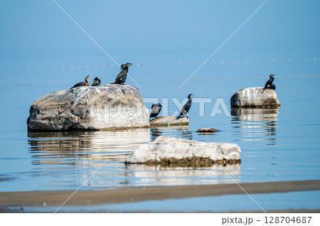 Great cormorant sits on a stone against the backdrop of the Baltic Sea, Latvia Great cormorant sits on a stone against the backdrop of the Baltic Sea, Latvia 128704687