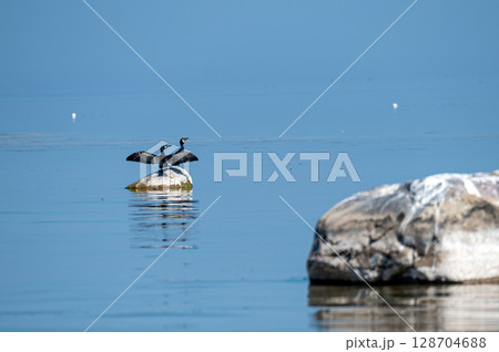 Great cormorant sits on a stone against the backdrop of the Baltic Sea, Latvia Great cormorant sits on a stone against the backdrop of the Baltic Sea, Latvia 128704688