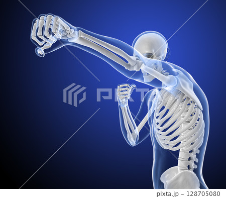 Anatomy of boxing sport, 3D illustration Anatomy of boxing sport, 3D illustration 128705080