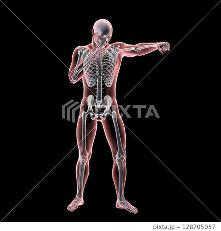 Anatomy of boxing sport, 3D illustration 128705087