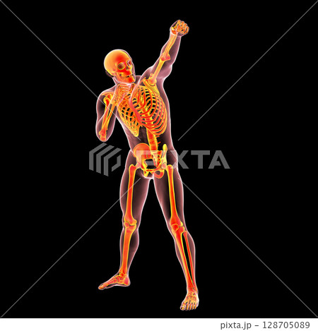 Anatomy of boxing sport, 3D illustration Anatomy of boxing sport, 3D illustration 128705089
