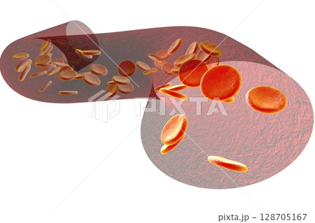 Blood vessel with erythrocytes 128705167