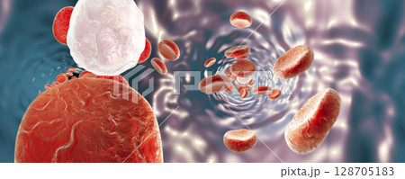 Blood vessel with erythrocytes 128705183