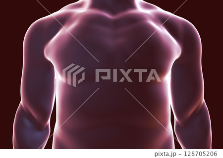 Human body silhouette, illustration Human body silhouette, illustration 128705206