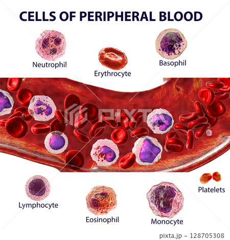 Blood flow. 3D illustration showing different types of blood cells Blood flow. 3D illustration showing different types of blood cells 128705308