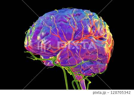 Brain arteries with highlighted middle cerebral artery in red, 3D illustration Brain arteries with highlighted middle cerebral artery in red, 3D illustration 128705342