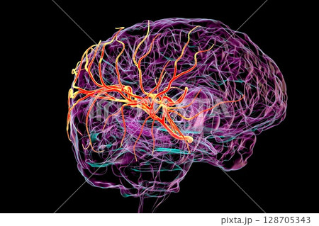 Middle cerebral artery, 3D illustration Middle cerebral artery, 3D illustration 128705343