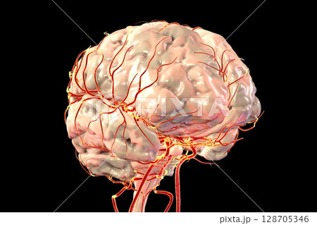 Brain arteries, 3D illustration 128705346