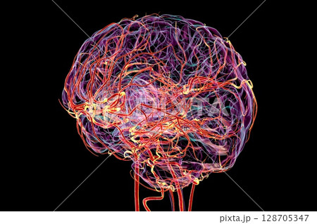 Brain arteries, 3D illustration Brain arteries, 3D illustration 128705347