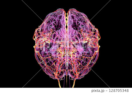 Brain arteries, 3D illustration 128705348
