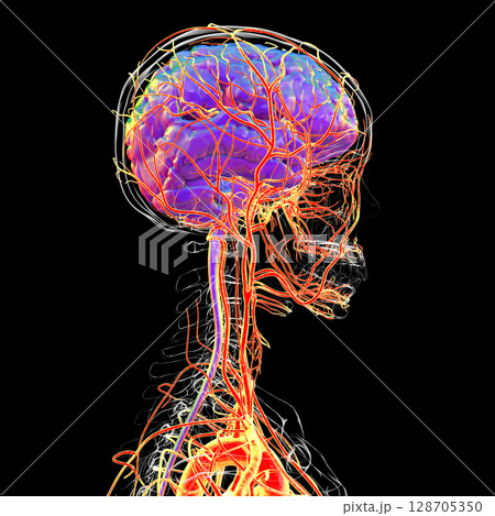 Brain arteries, 3D illustration 128705350