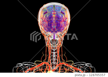 Brain arteries, 3D illustration Brain arteries, 3D illustration 128705357