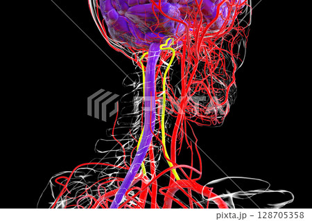 Vertebral arteries, 3D illustration Vertebral arteries, 3D illustration 128705358