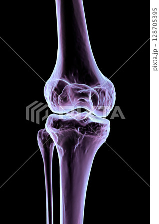 Knee bones anatomy, 3D illustration Knee bones anatomy, 3D illustration 128705395